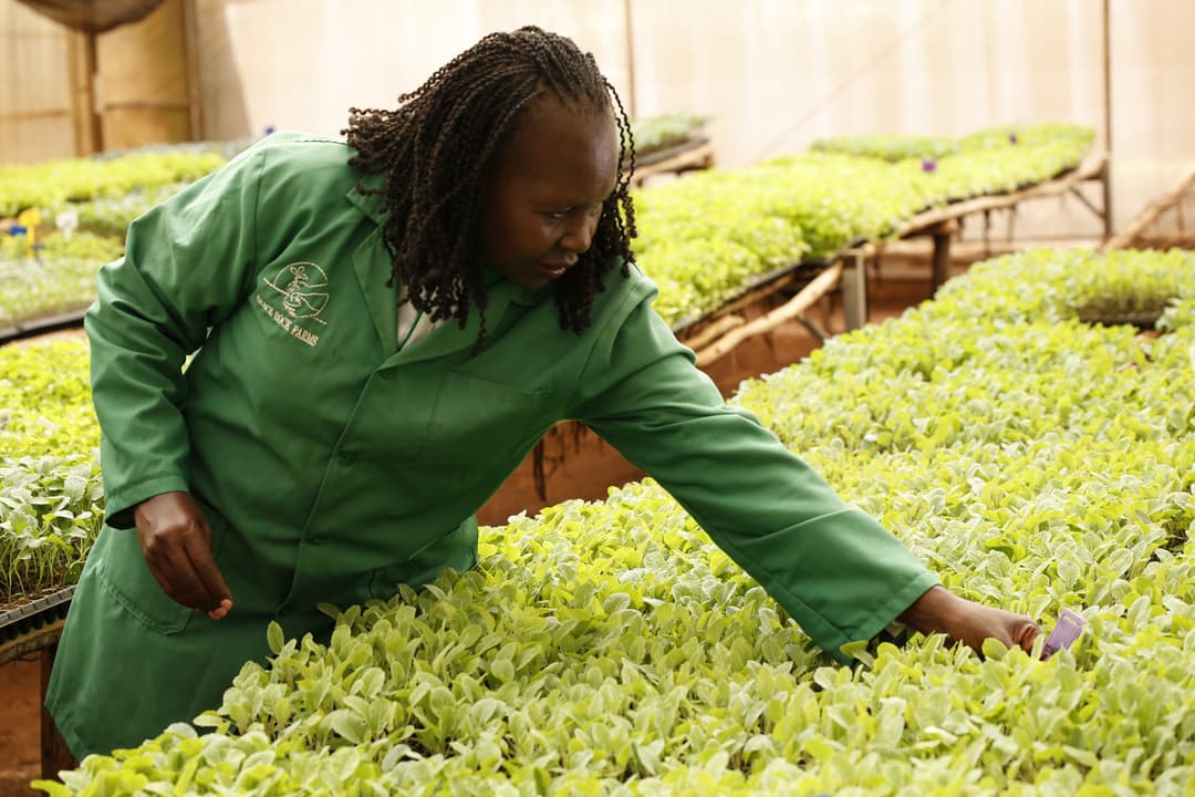 Agribusiness and Climate-Smart Agriculture